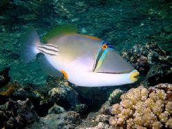 Picasso triggerfish taken at Sharksbay with Olympus SP350. by Nikki Van Veelen 